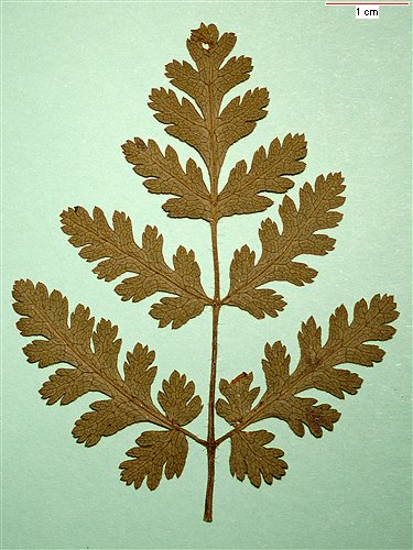Old leaf 2