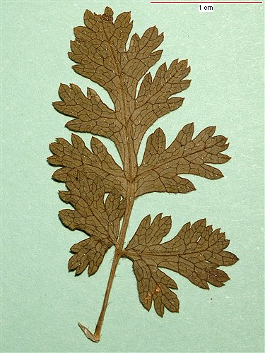 Old leaf 3