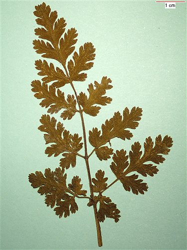 Old leaf 5