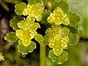 Chrysosplenium oppositifolium