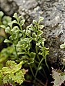 Wall-rue
