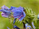Viper's-bugloss