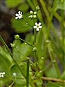 Brookweed