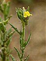 Sand Toadflax