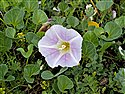 Sea Bindweed